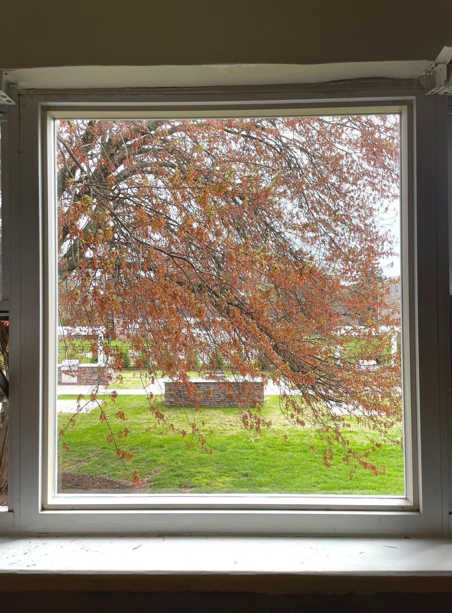 Window view of a leafy tree and green yard on a cloudy day