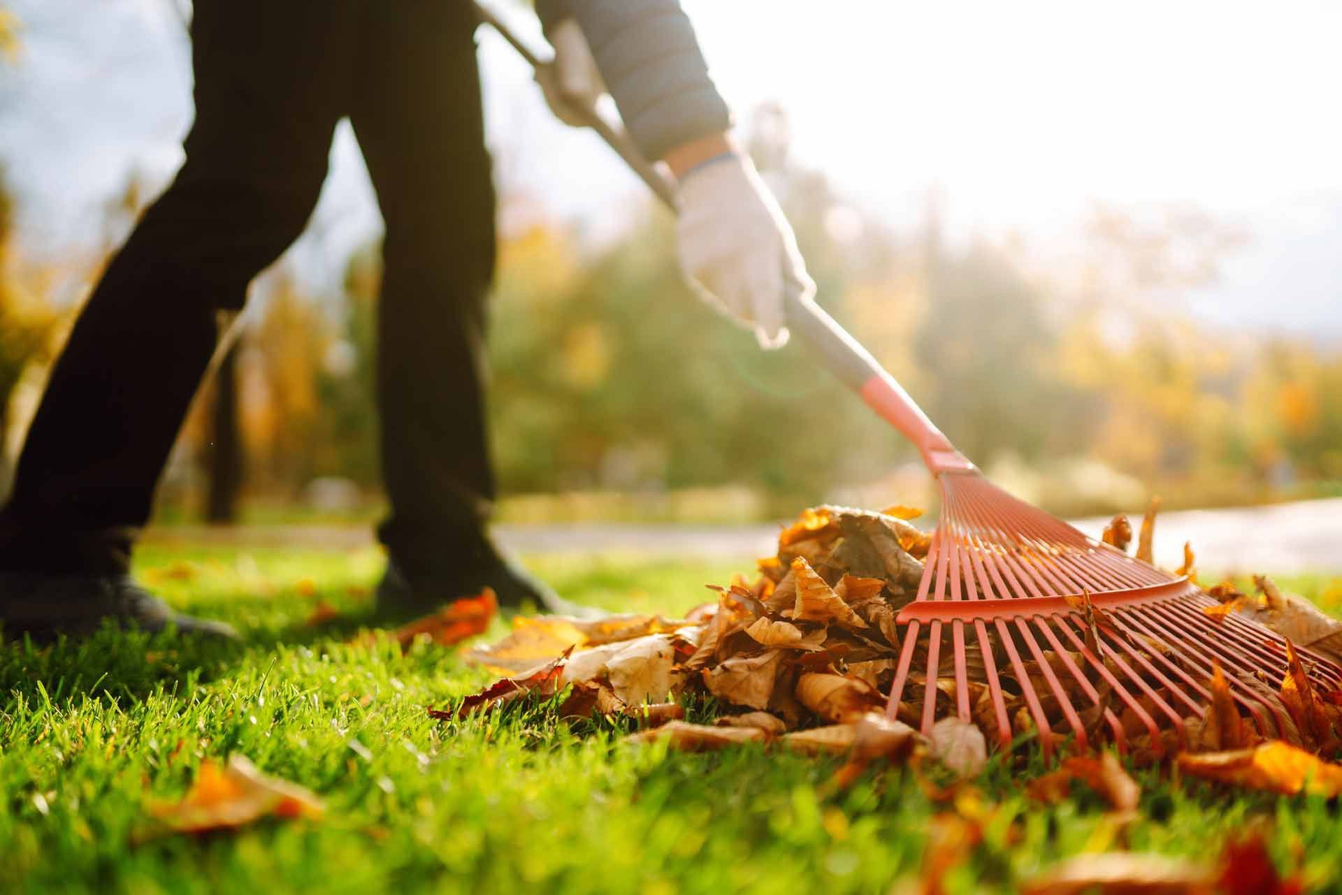 A person is raking leaves on a lush green lawn