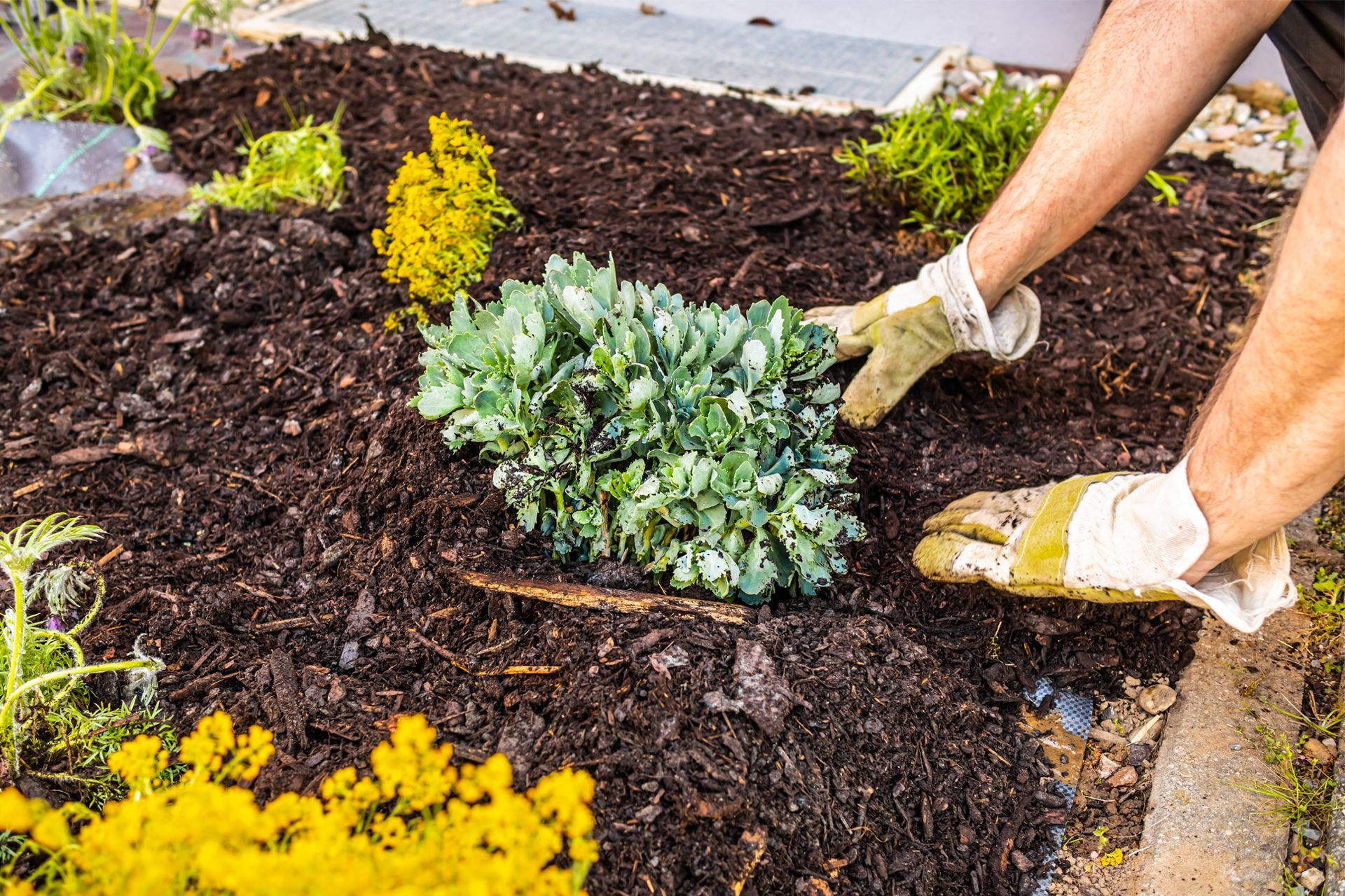 A person is planting a plant in a garden