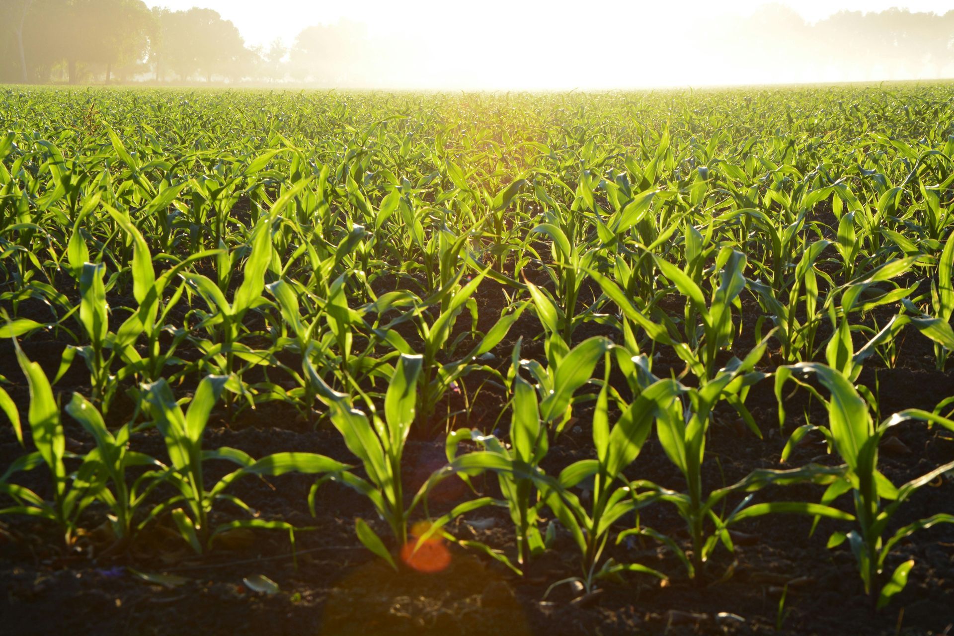 Cornfield bathed in sunlight. Young, green corn stalks growing in rows under a bright sky.