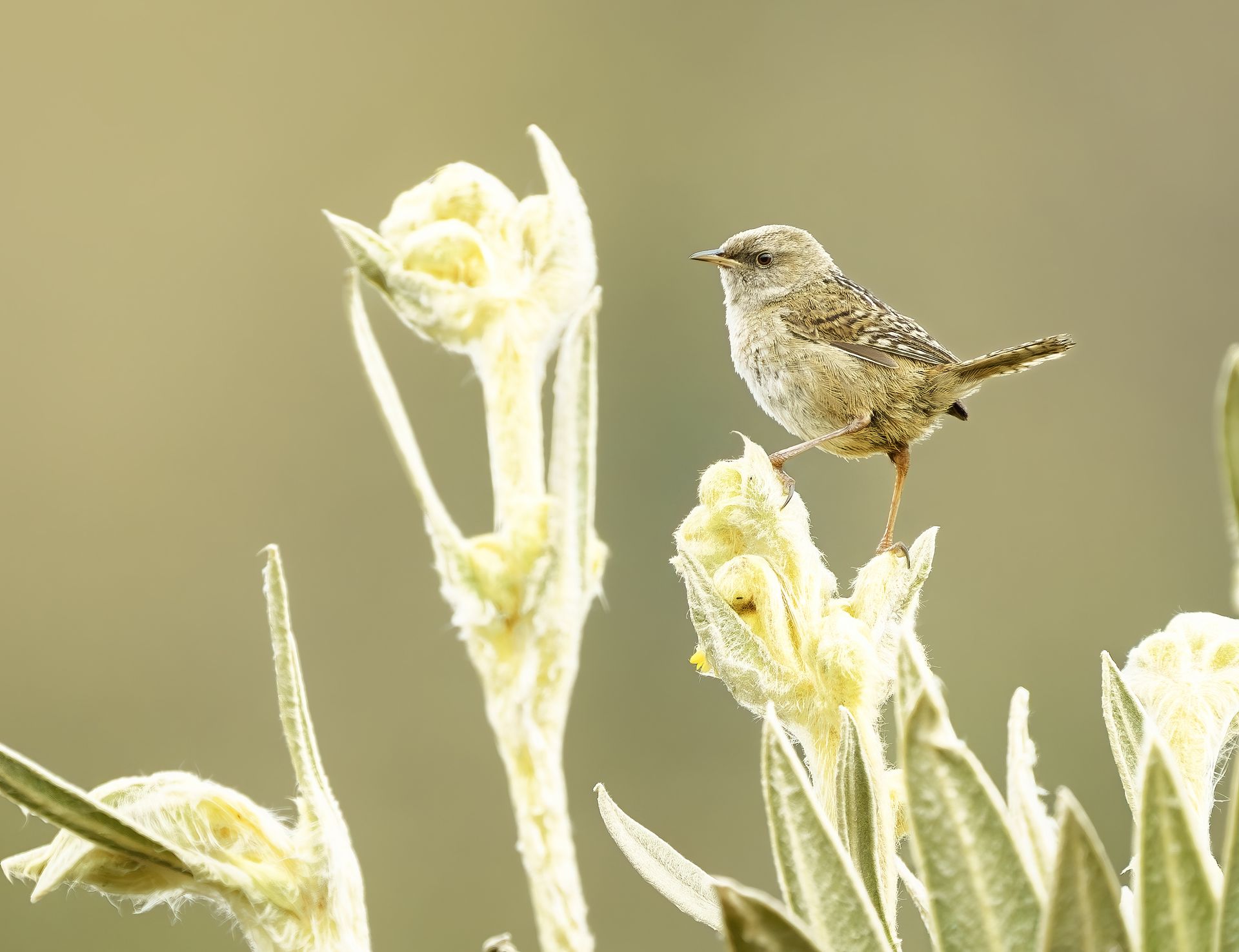 Small brown bird perched on pale yellow flowers against a soft beige background