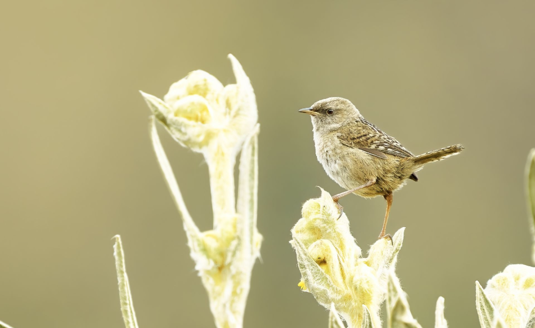 Small brown bird perched on pale yellow flowers against a soft beige background