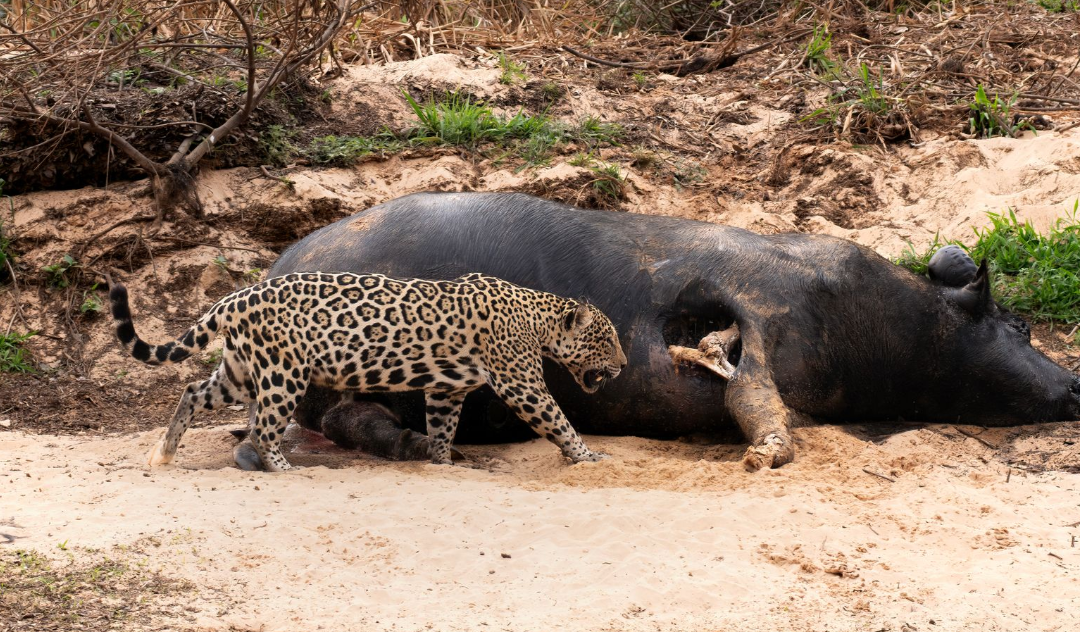 Leopard eating a dead wild boar on a dirt road in a dry forest area