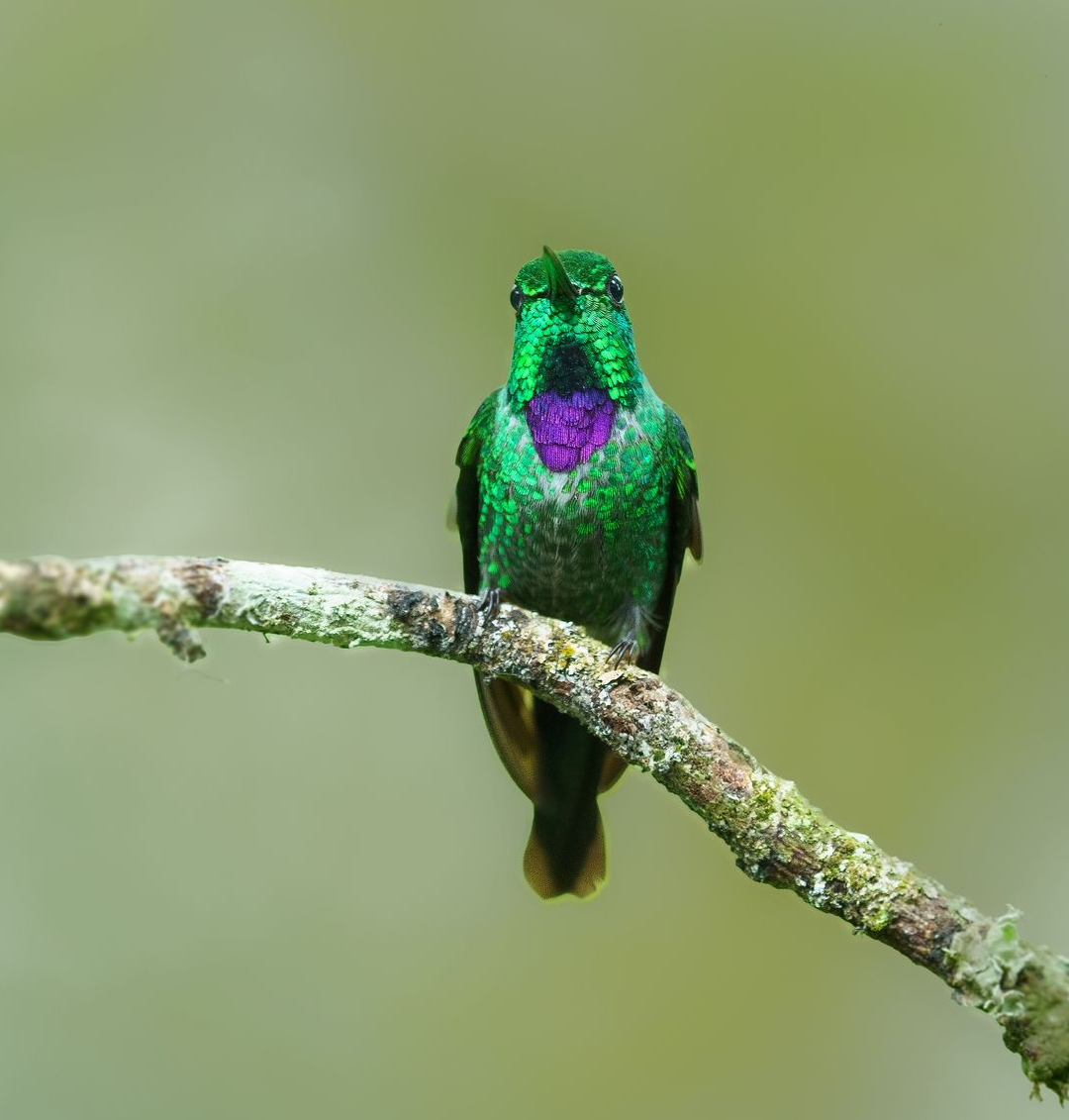 Green hummingbird with a purple throat perched on a branch against a blurred background