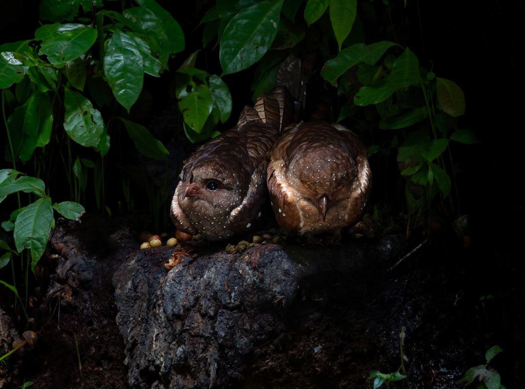 Two brown mushrooms nestled in dark foliage on a wet rock