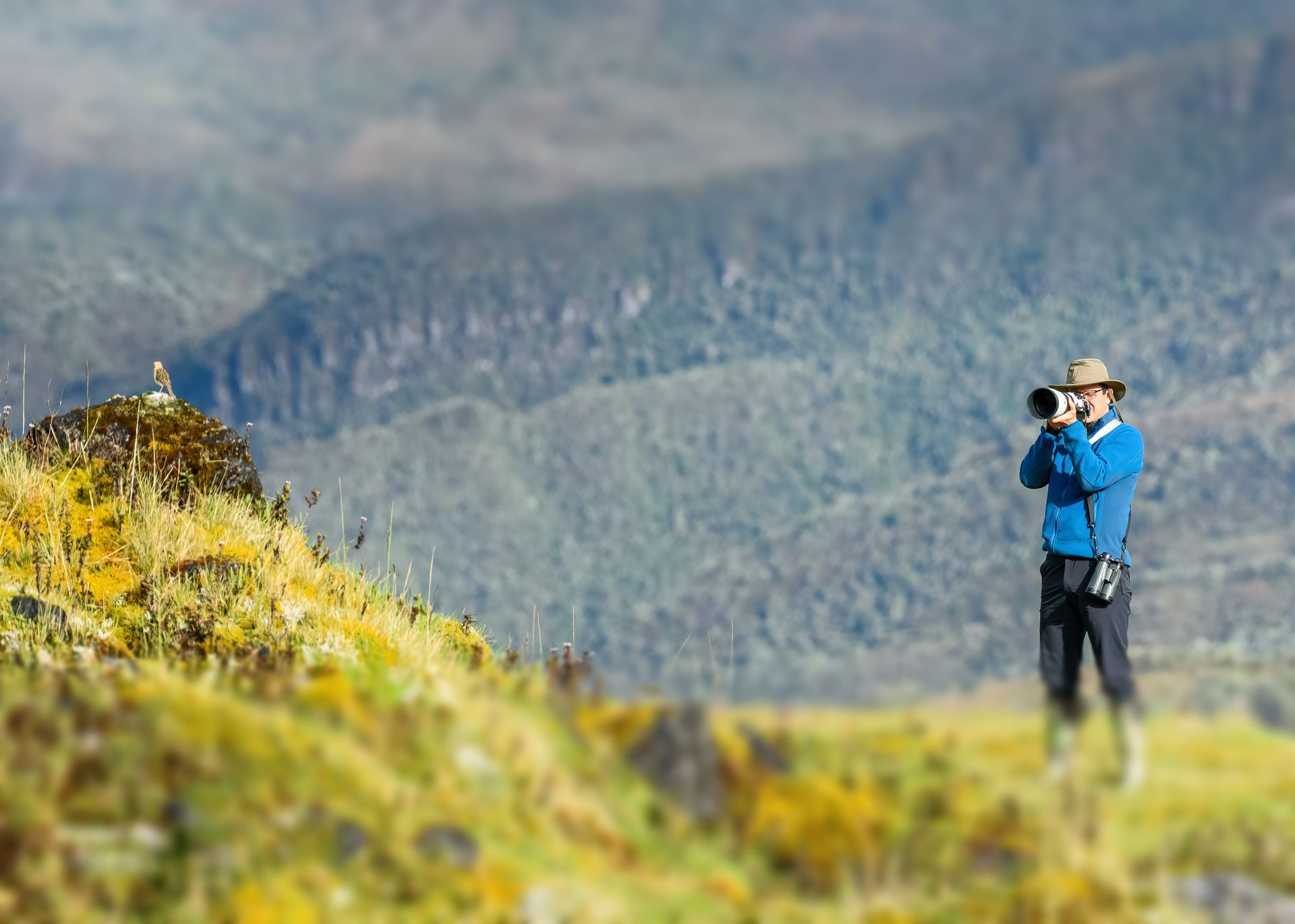 Person in a blue jacket using binoculars on a grassy hillside with mountains in the background