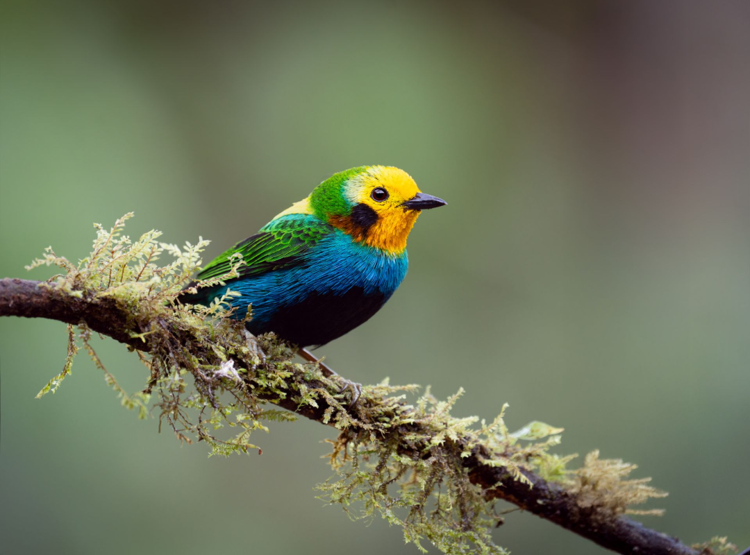 Small colorful bird perched on a mossy branch against a blurred green background