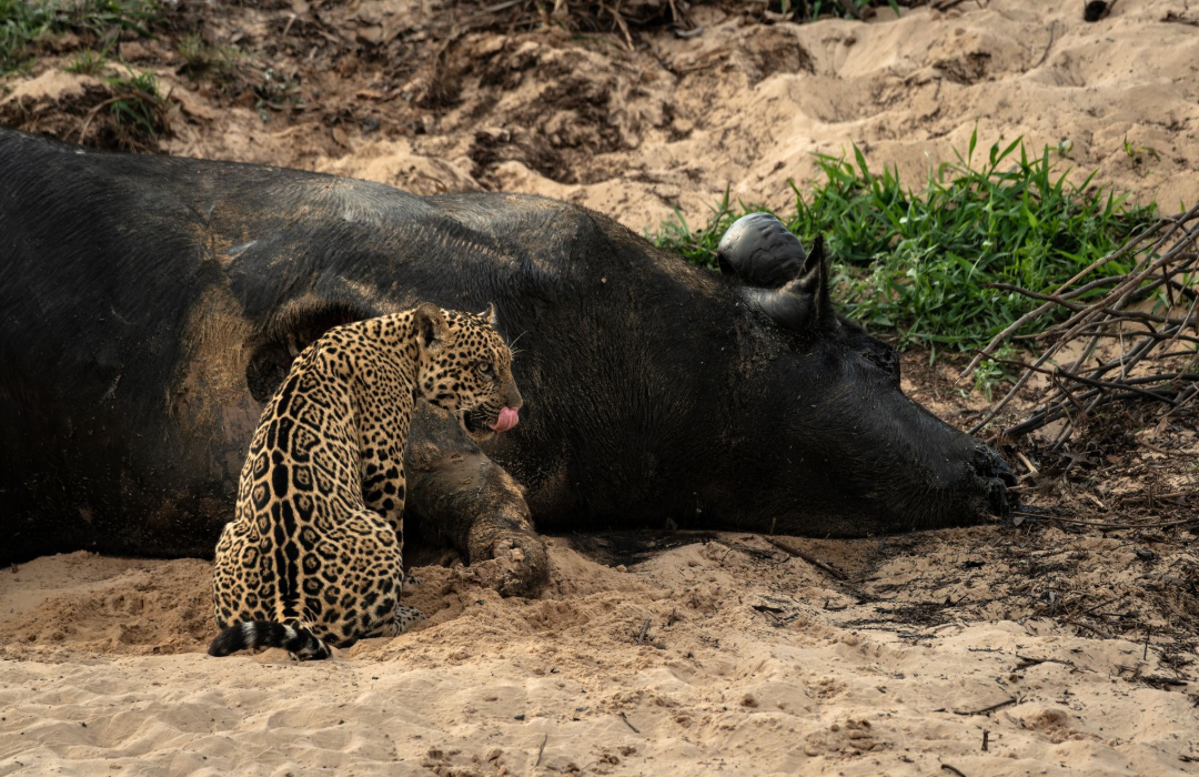 Leopard cub beside a resting black pig on sandy ground, with greenery in the background