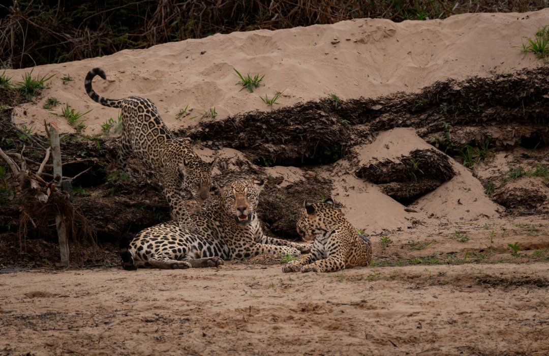 Leopard lying on sandy ground in front of an earthen bank, partially hidden by vegetation.