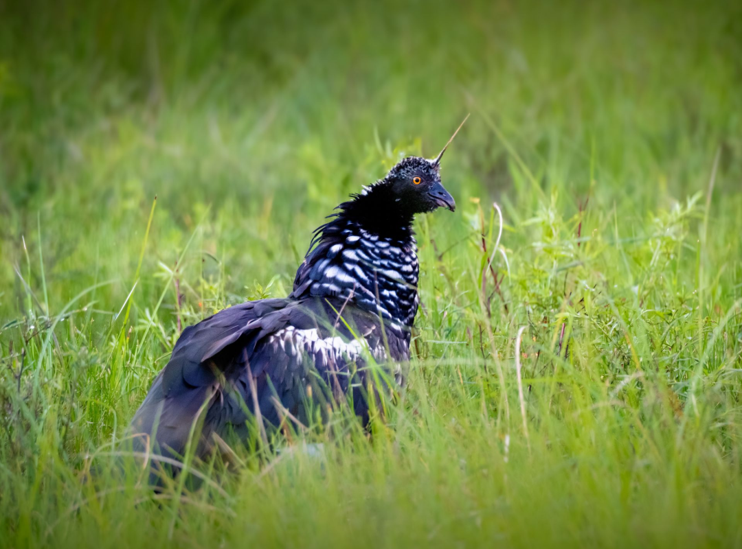 A dark bird with a spiky crest stands in tall green grass.