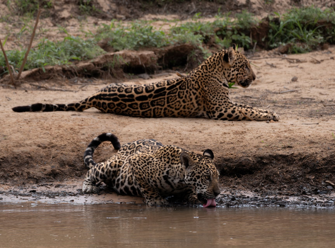 Leopard lying on the riverbank watching another leopard drinking at the water’s edge