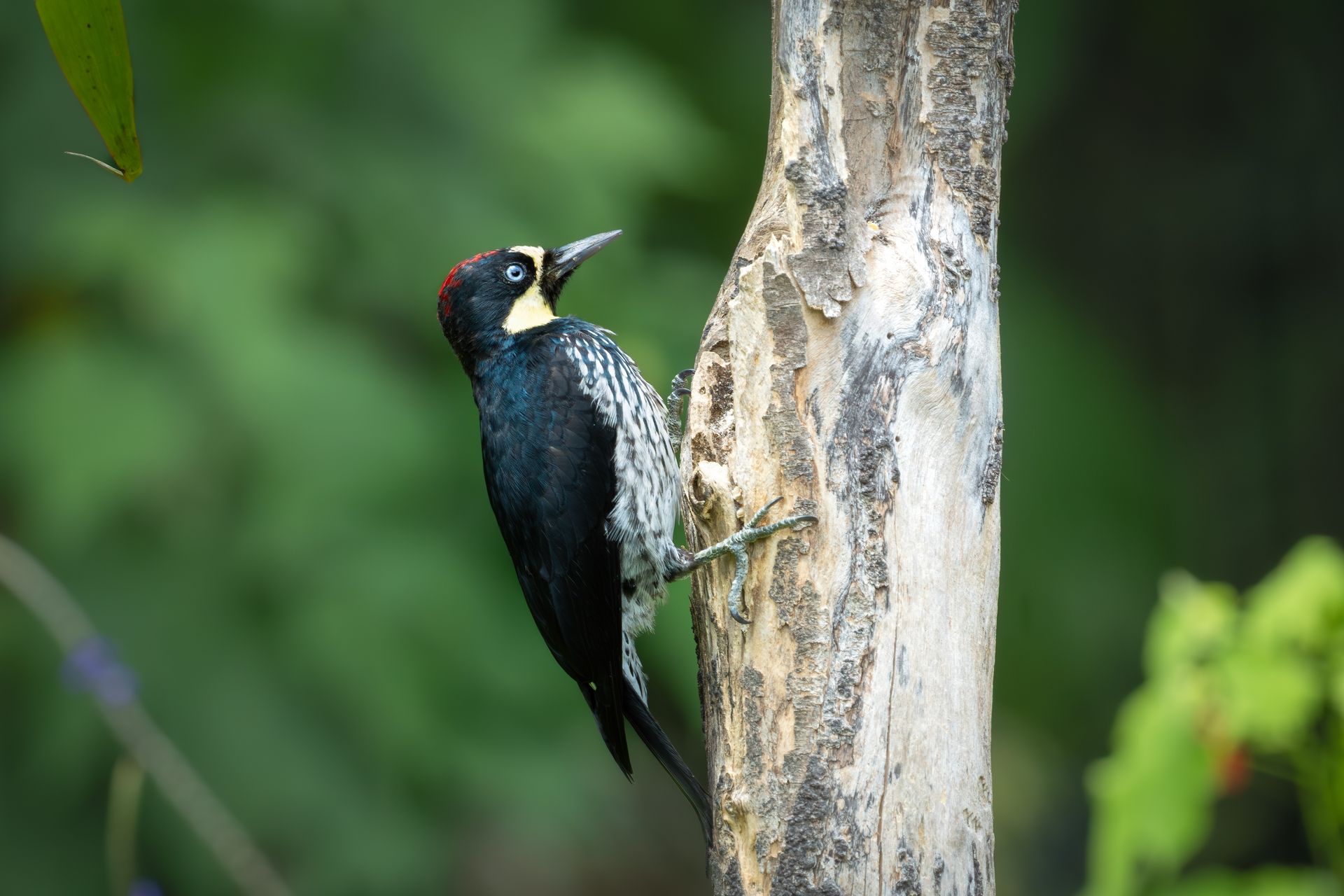 Black woodpecker clinging to a tree trunk in a green forest background