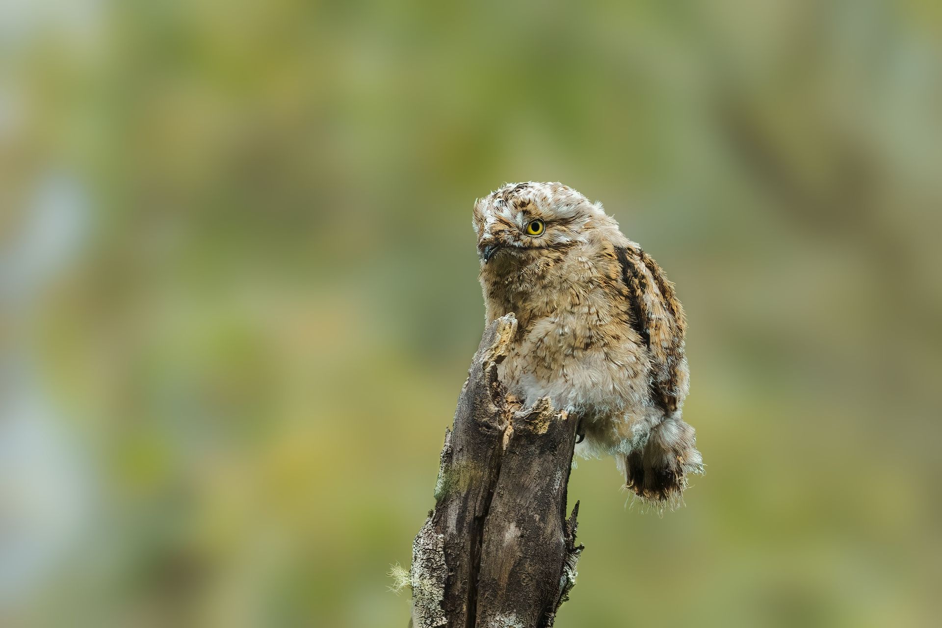 Small owl perched upright on a branch against a blurred green background