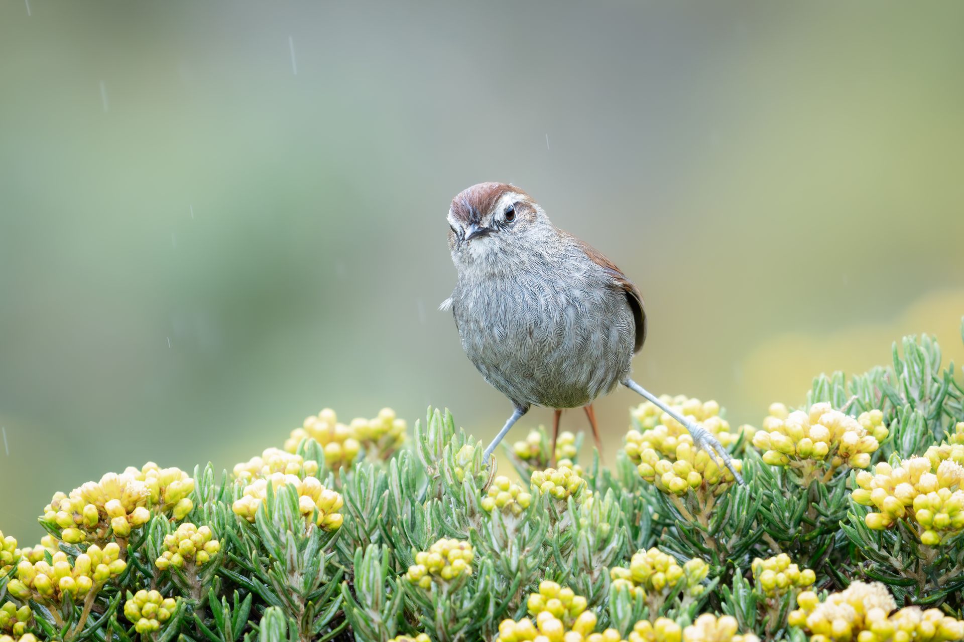 Small gray bird perched on yellow wildflowers against a soft green blurred background