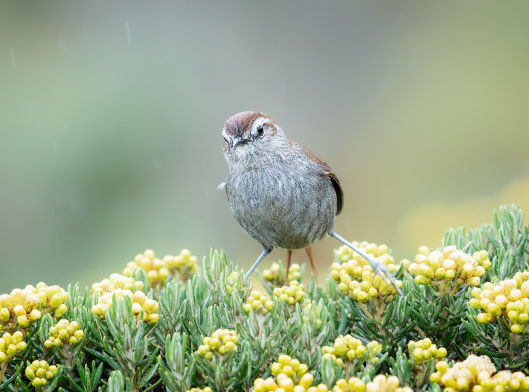 Small gray bird perched on yellow wildflowers against a soft green blurred background