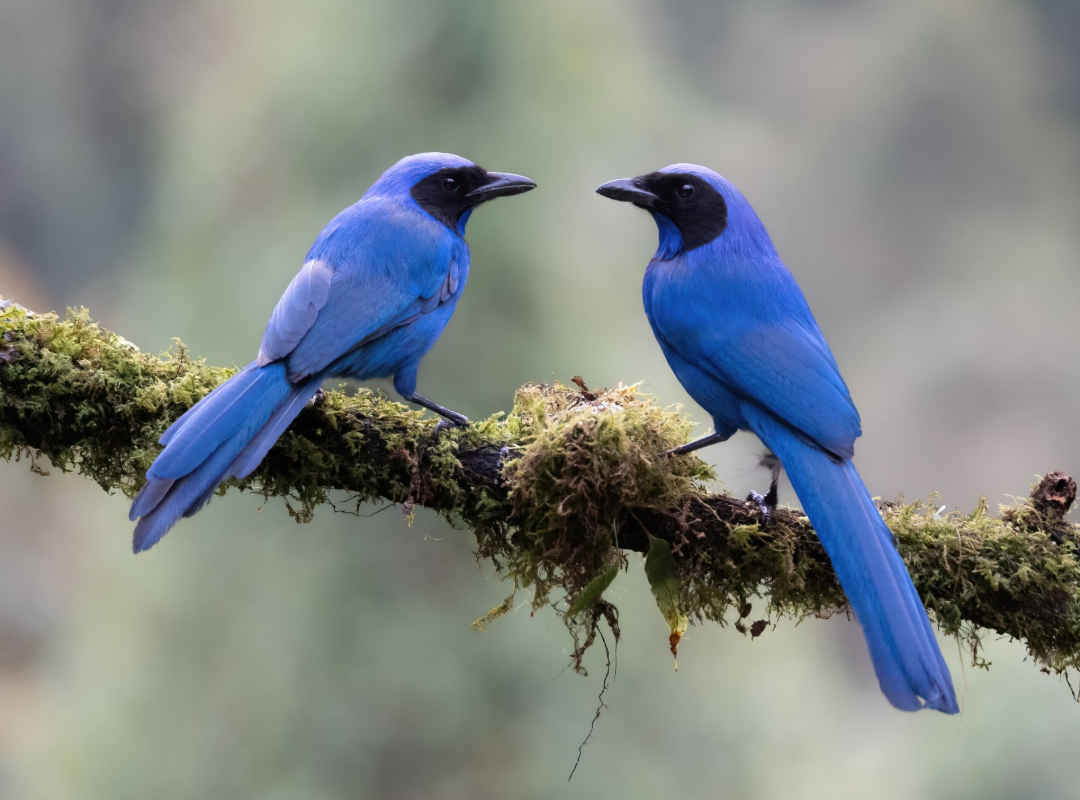 Two blue birds facing each other on a mossy branch against a blurred background