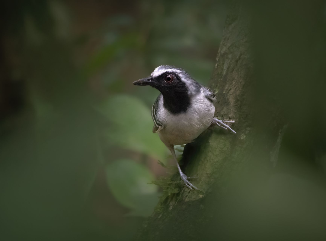 Small black-and-white bird perched on a branch in a blurred green forest.