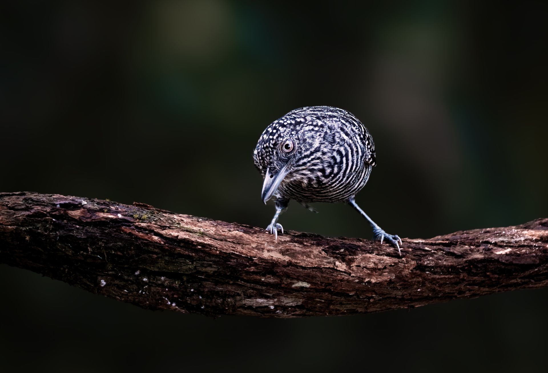 Small black-and-white bird perched on a branch against a dark blurred background