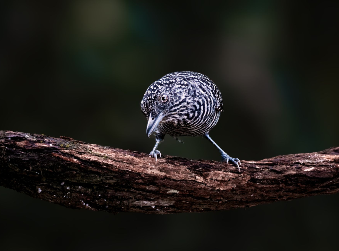 Small black-and-white bird perched on a branch against a dark blurred background