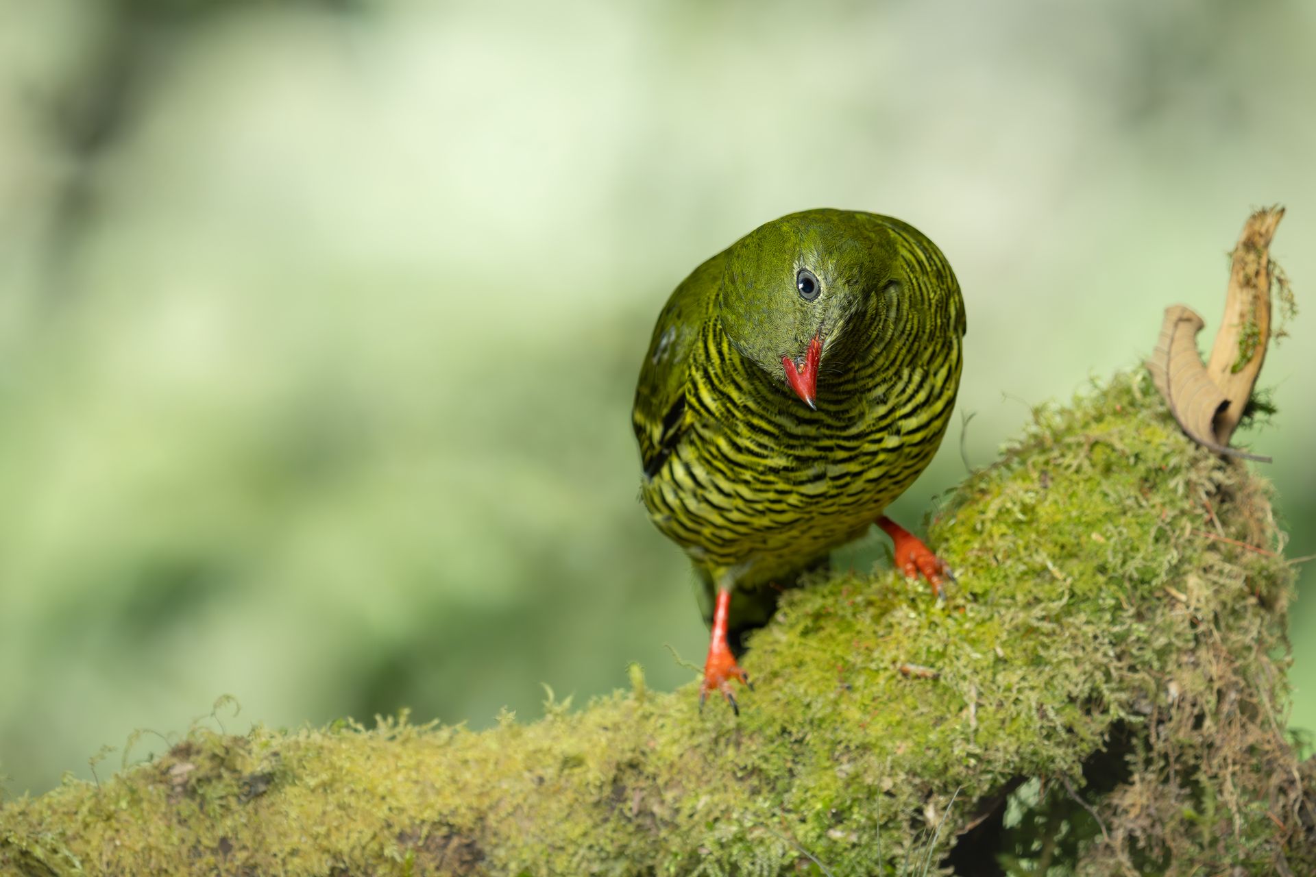 Green bird with red beak and legs perched on a mossy branch against a blurred background