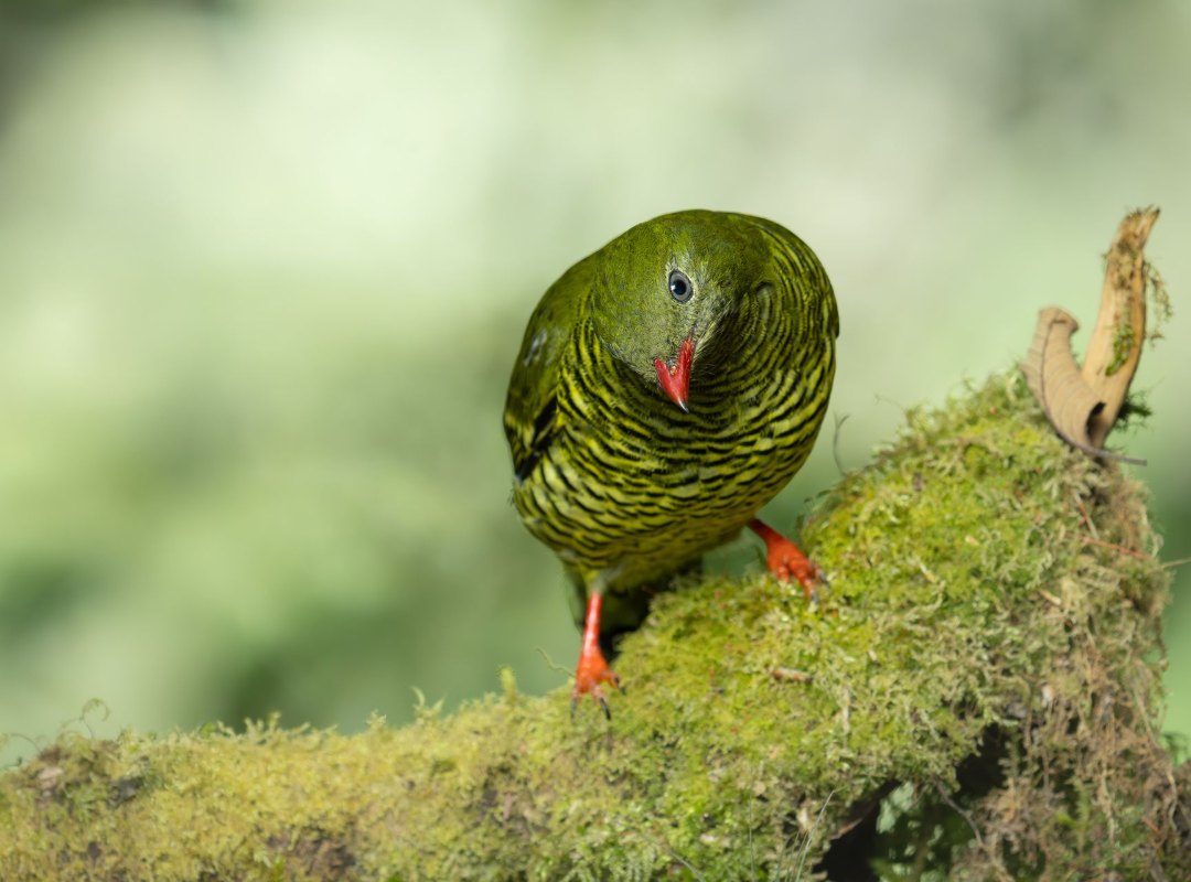 Green bird with red beak and legs perched on a mossy branch against a blurred background