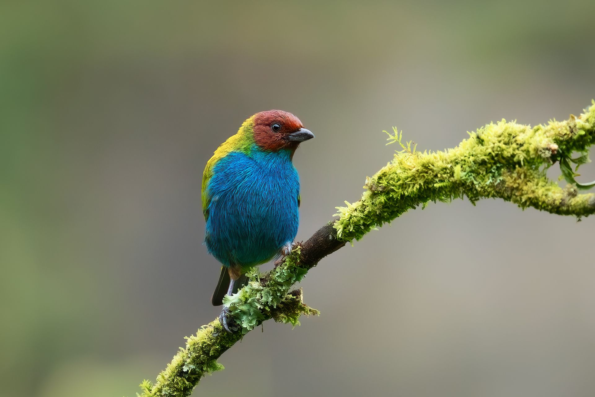 Colorful bird perched on moss-covered branch against blurred background