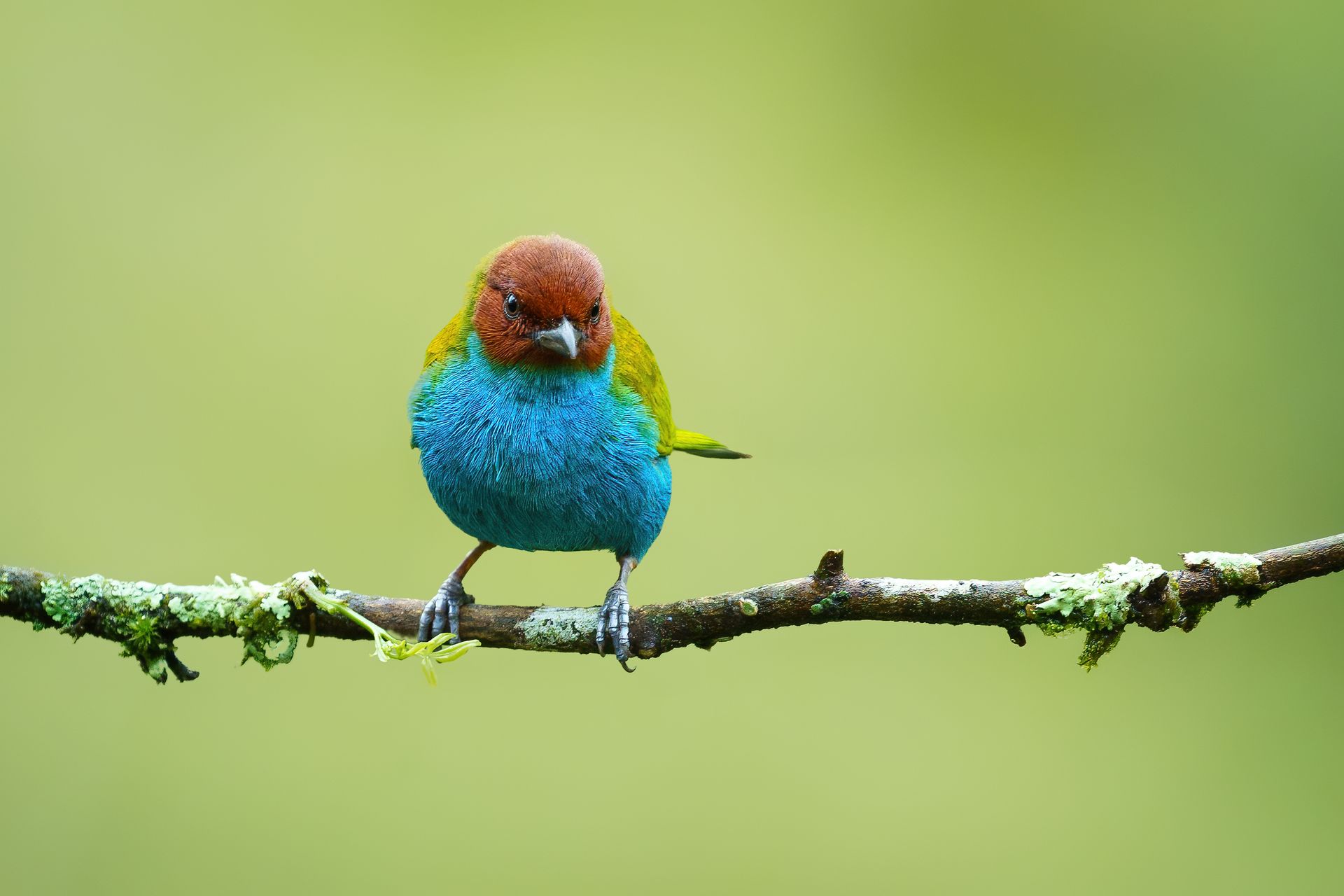 Colorful bird with red head and blue chest perched on a mossy branch against a blurred green background