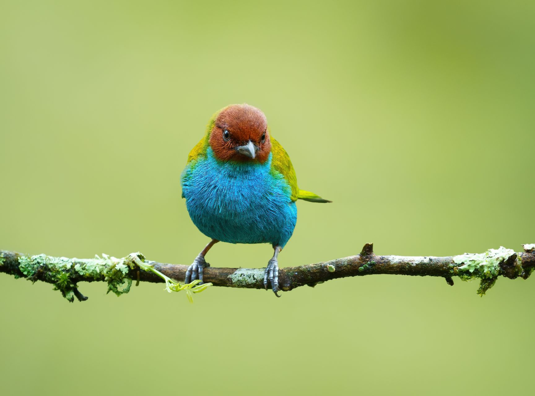 Colorful bird with red head and blue chest perched on a mossy branch against a blurred green background
