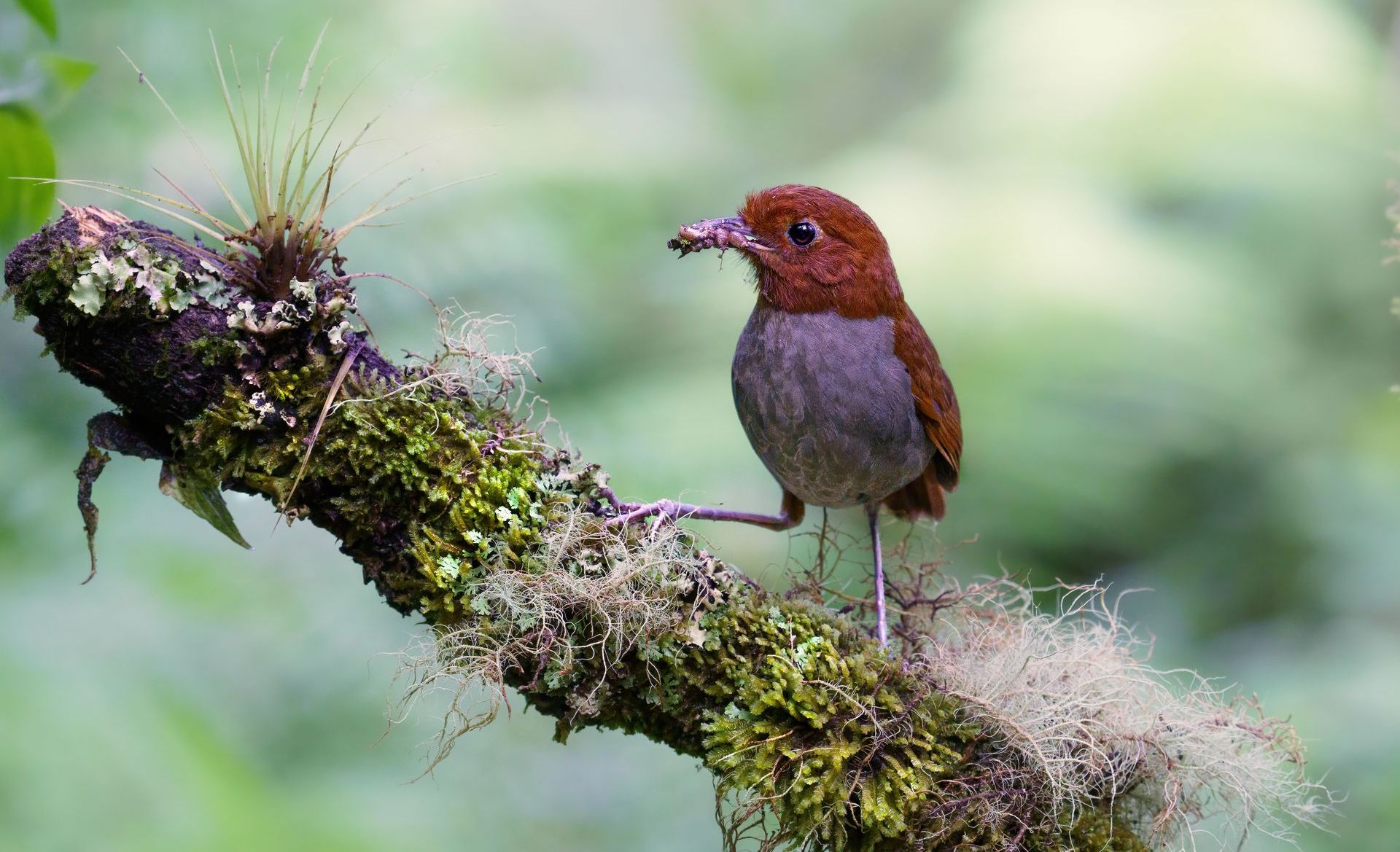 Small red-brown bird perched on a mossy branch against a soft green background