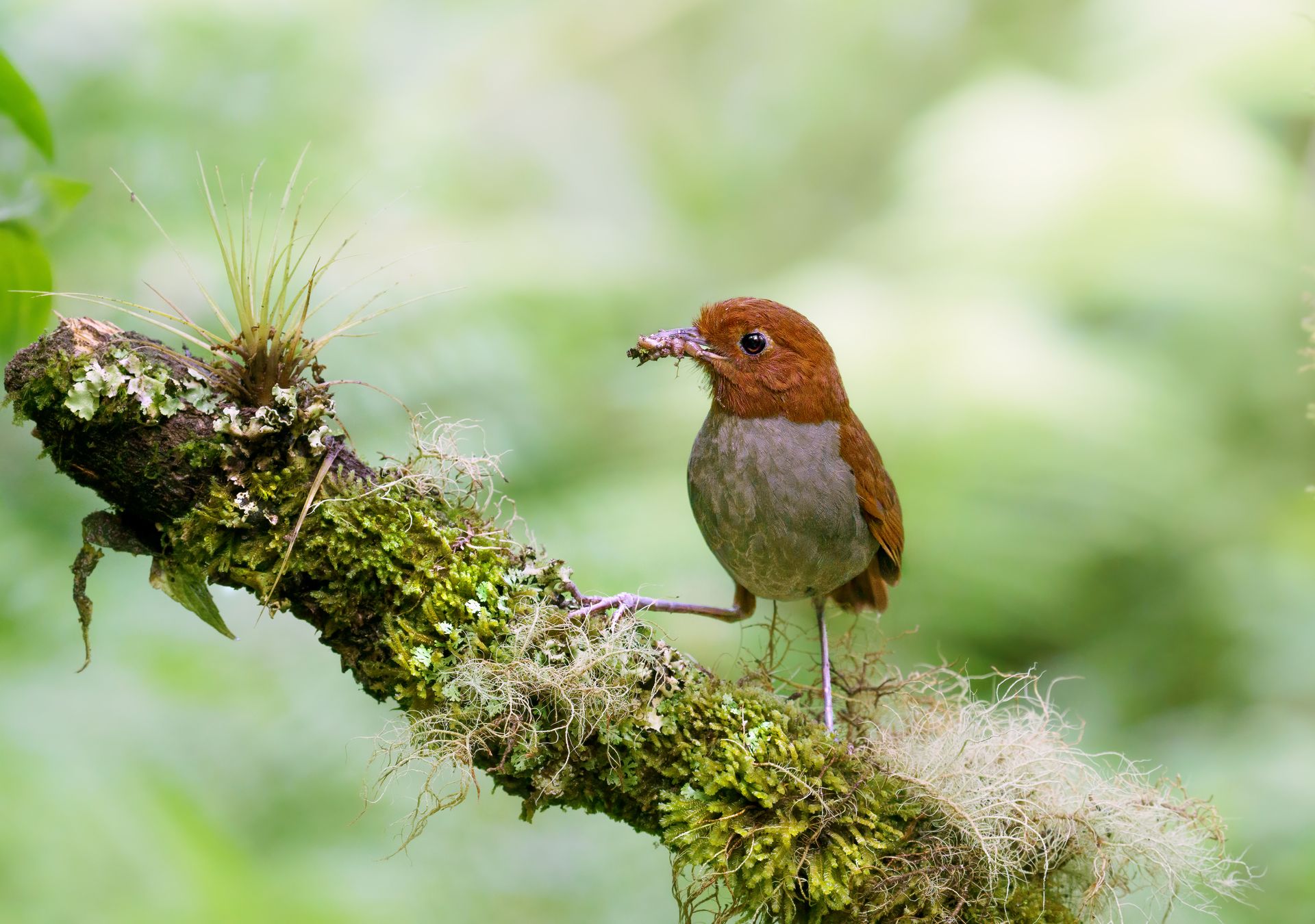 Small brown bird perched on a mossy branch with a blurred green background.