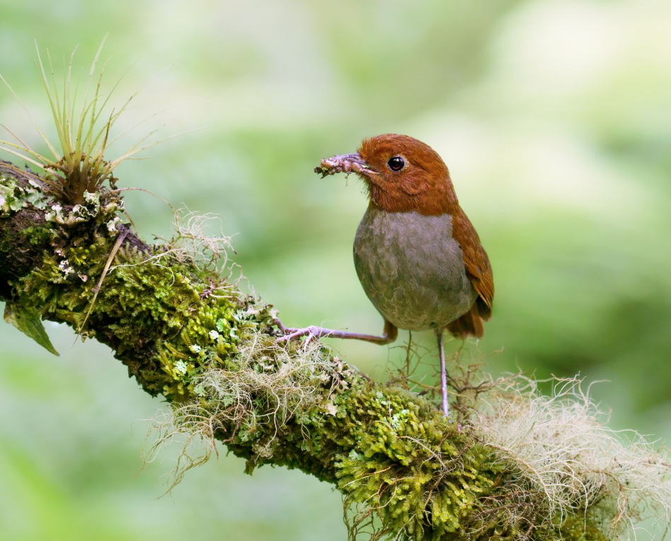 Small brown bird perched on a mossy branch with a blurred green background.