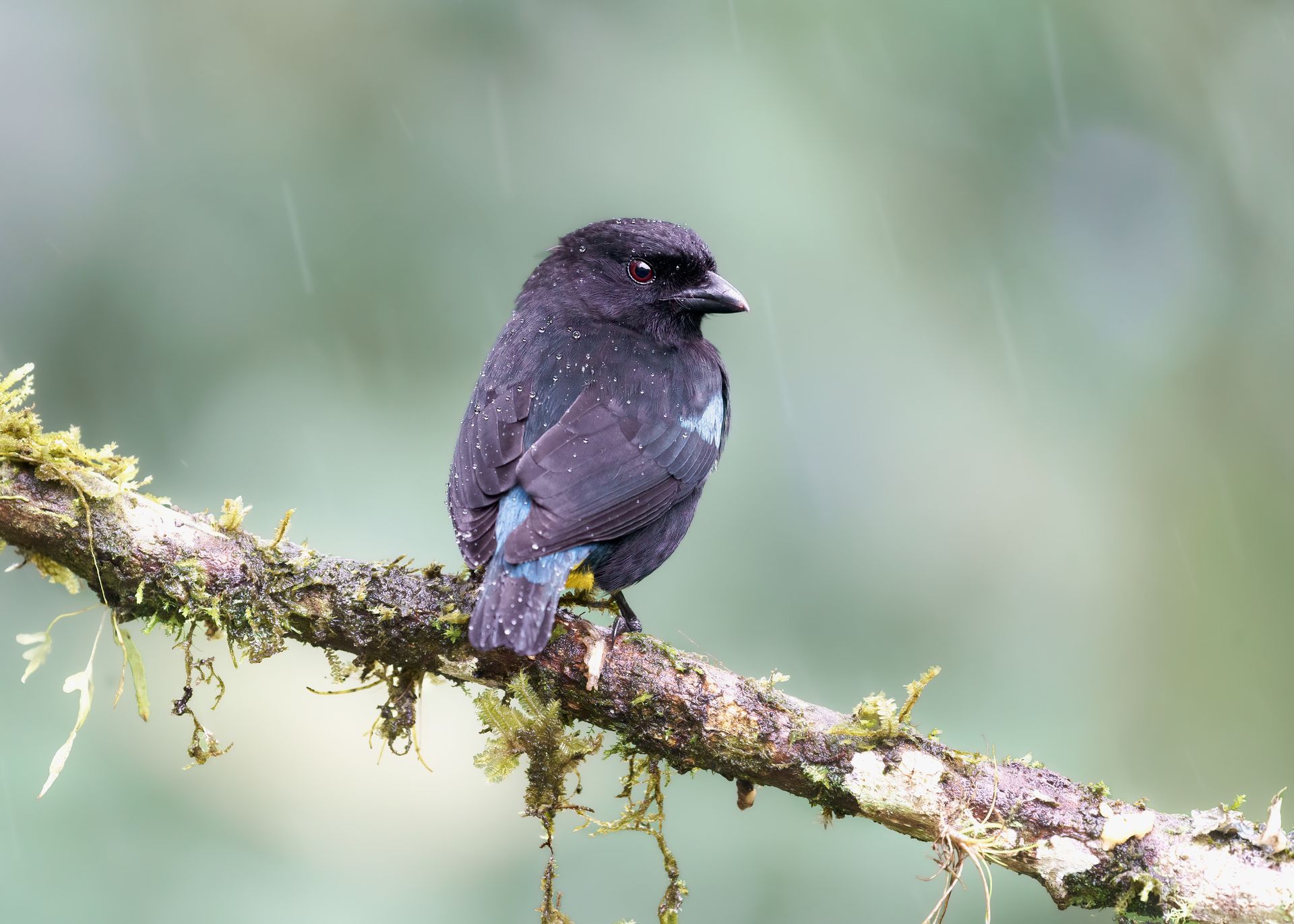 Small dark bird perched on a mossy branch against a blurred green background.