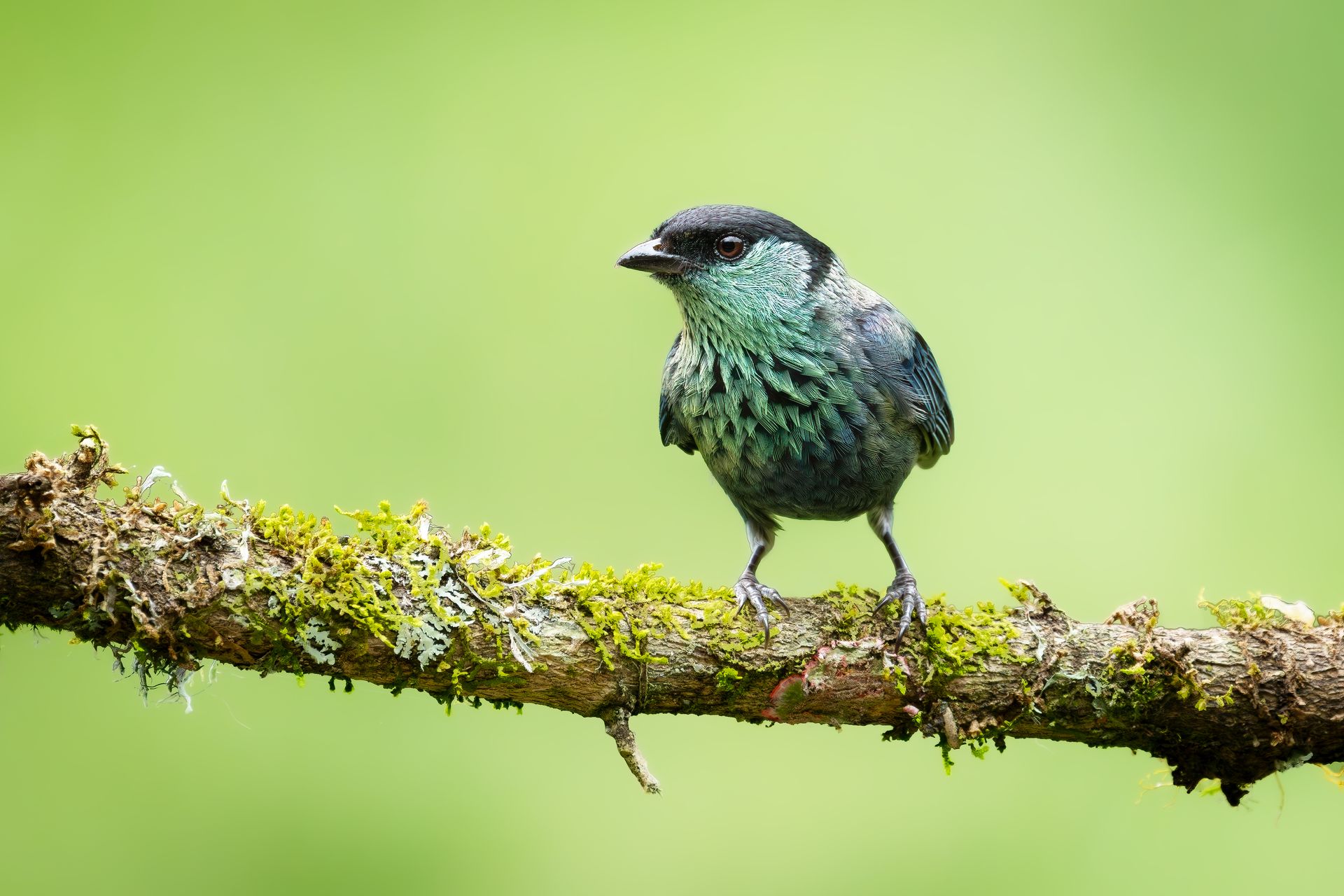 Small green bird perched on a mossy branch against a soft green background