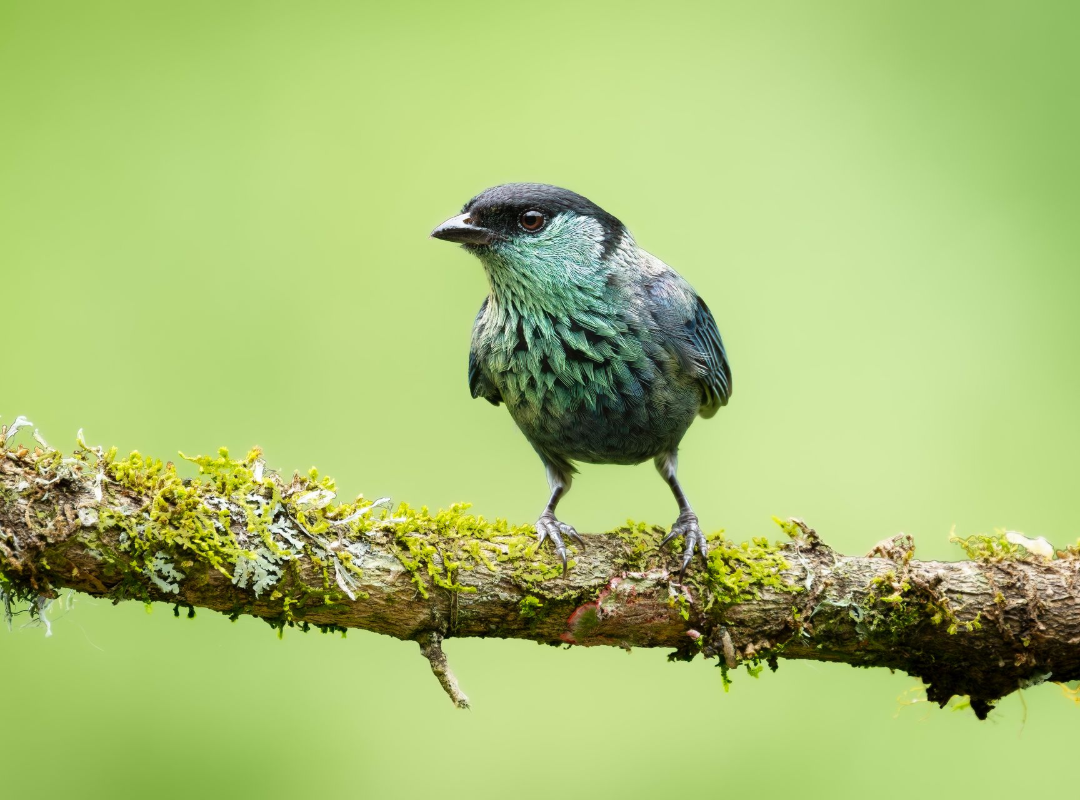 Small green bird perched on a mossy branch against a soft green background