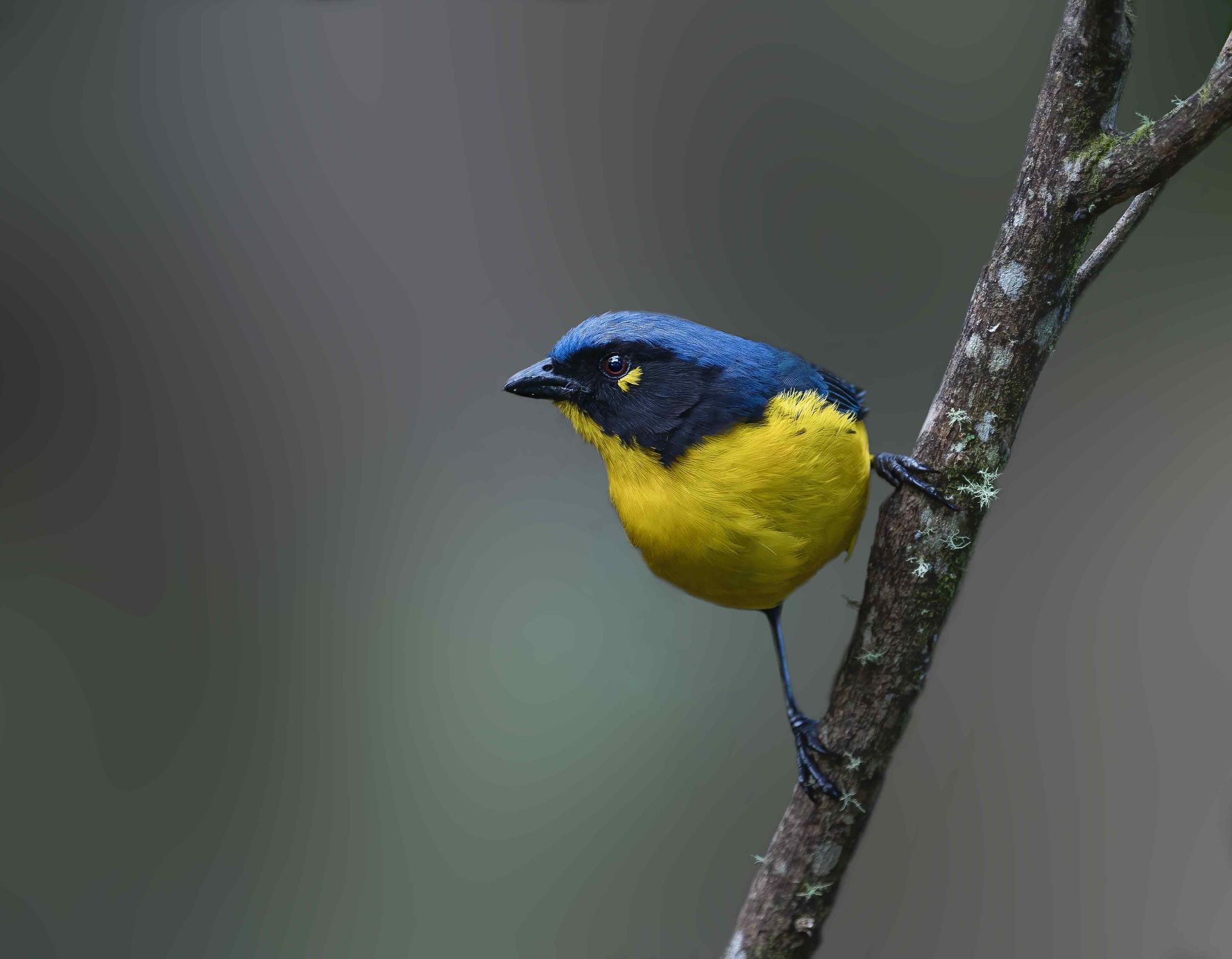 Blue-and-yellow songbird perched on a thin branch against a blurred background