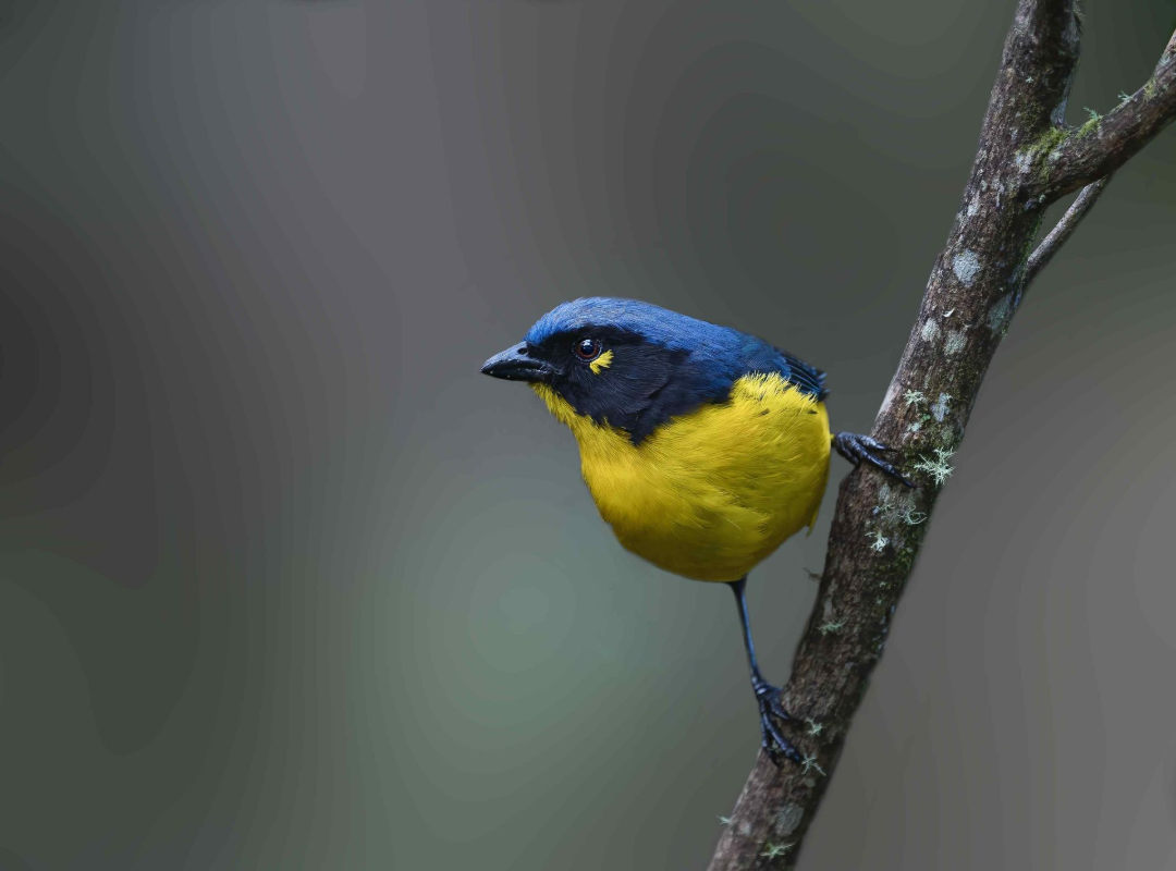 Blue-and-yellow songbird perched on a thin branch against a blurred background