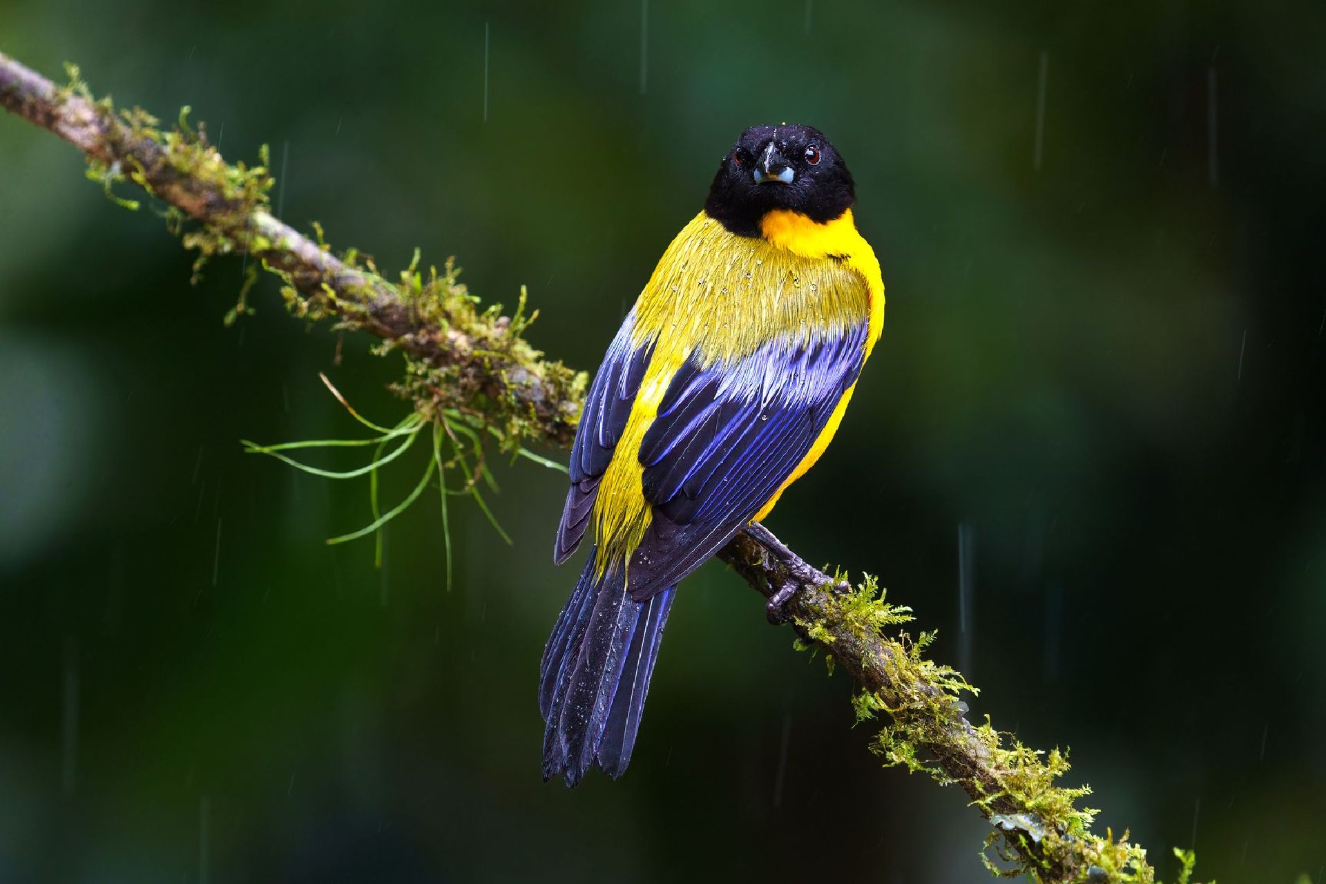 Yellow and blue bird perched on a mossy branch in the rain