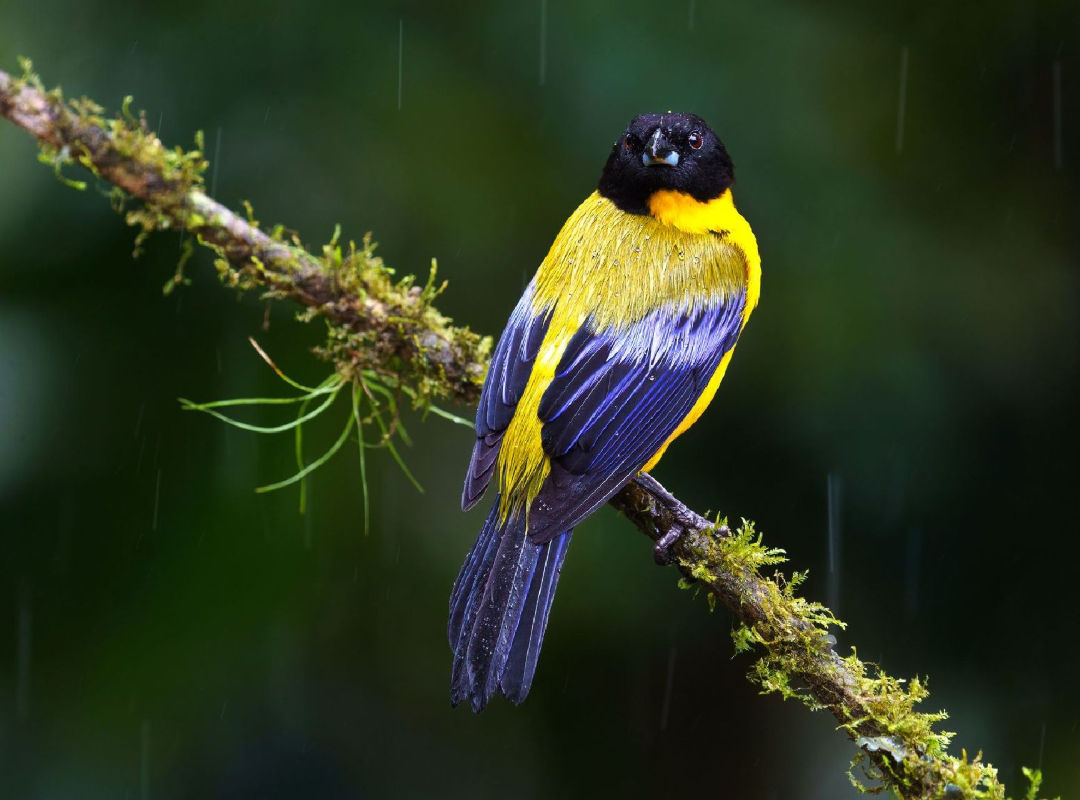 Yellow and blue bird perched on a mossy branch in the rain