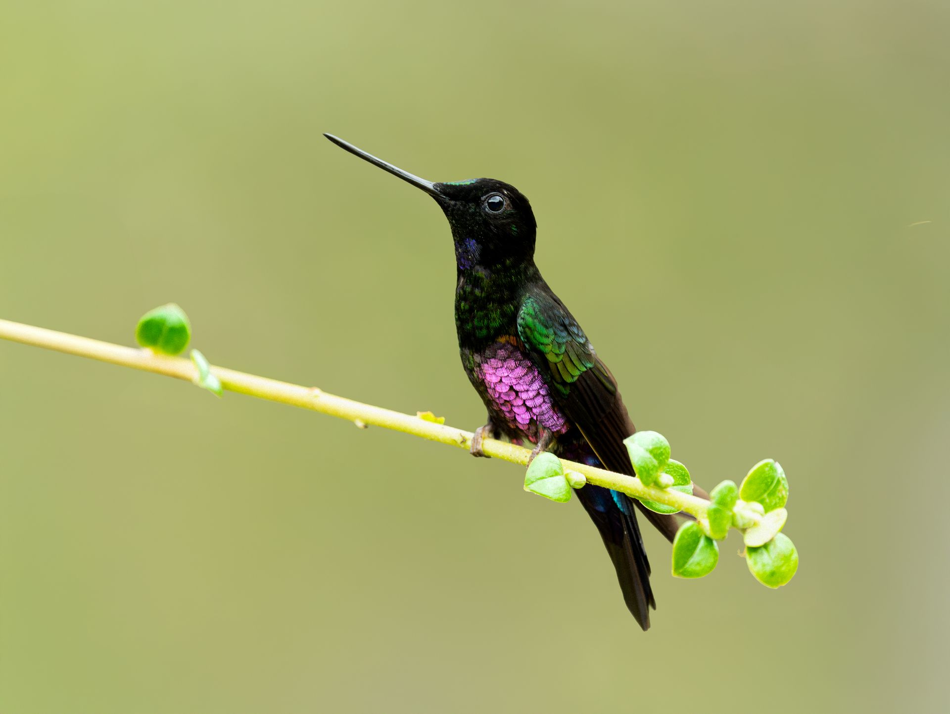 Small hummingbird with iridescent purple throat perched on a thin green branch against a soft blurred background