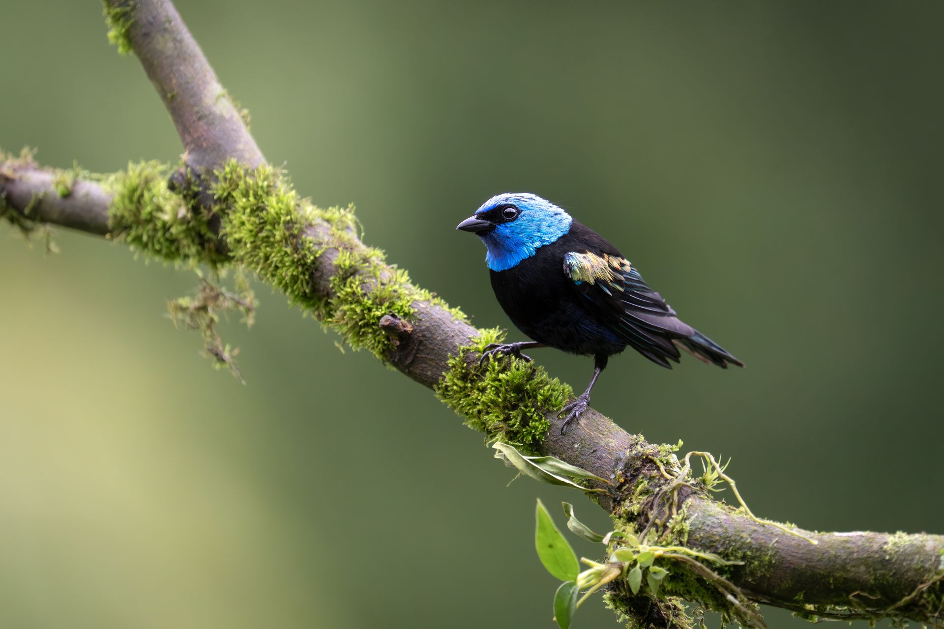 Blue-black bird with bright blue head perched on a mossy branch against a blurred green background