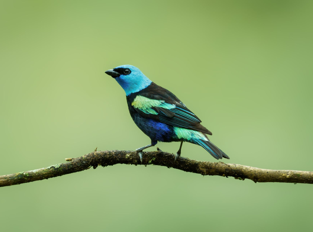 Blue-and-green bird perched on a branch against a soft green background
