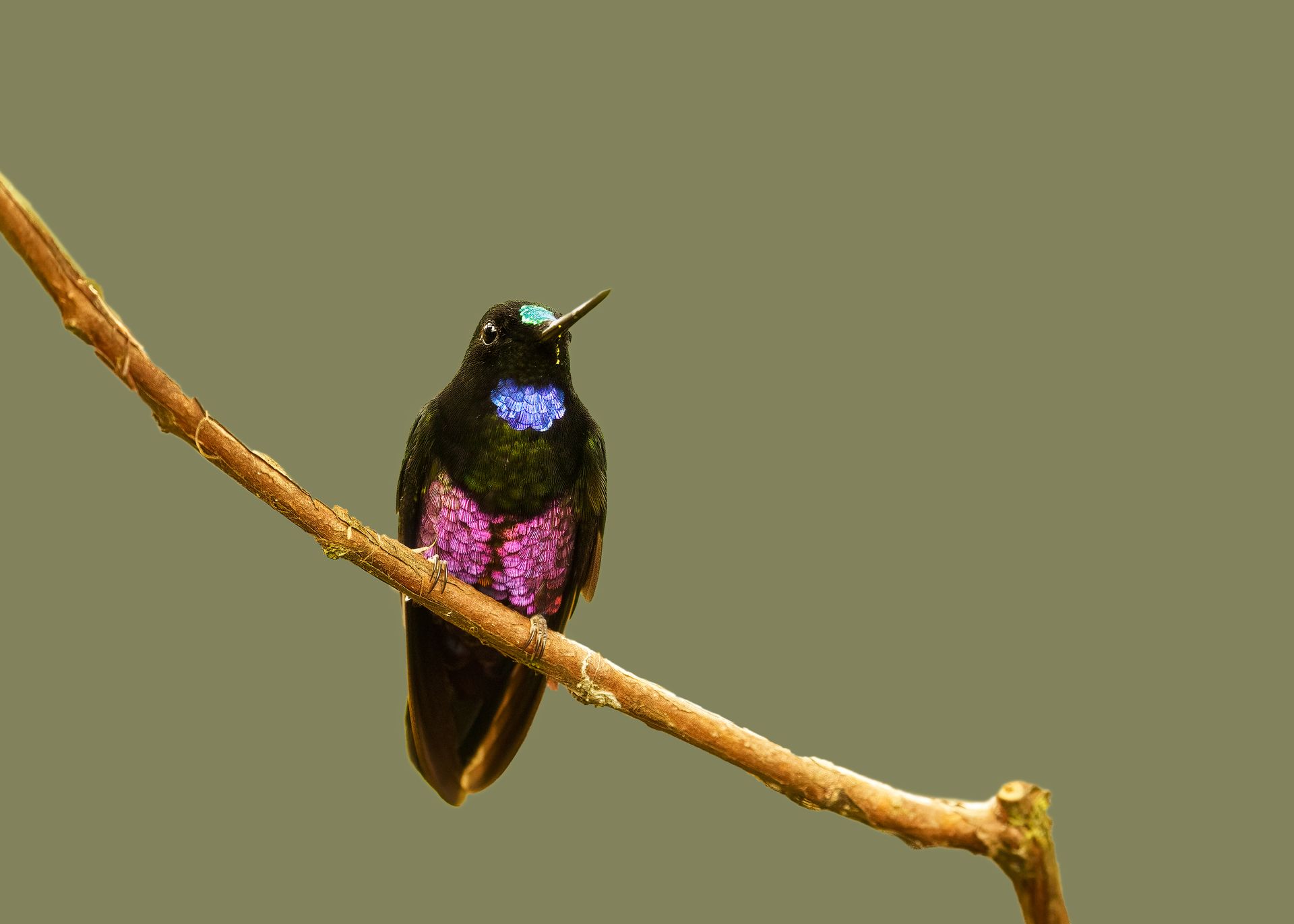 A small iridescent hummingbird perched on a thin branch against a plain background