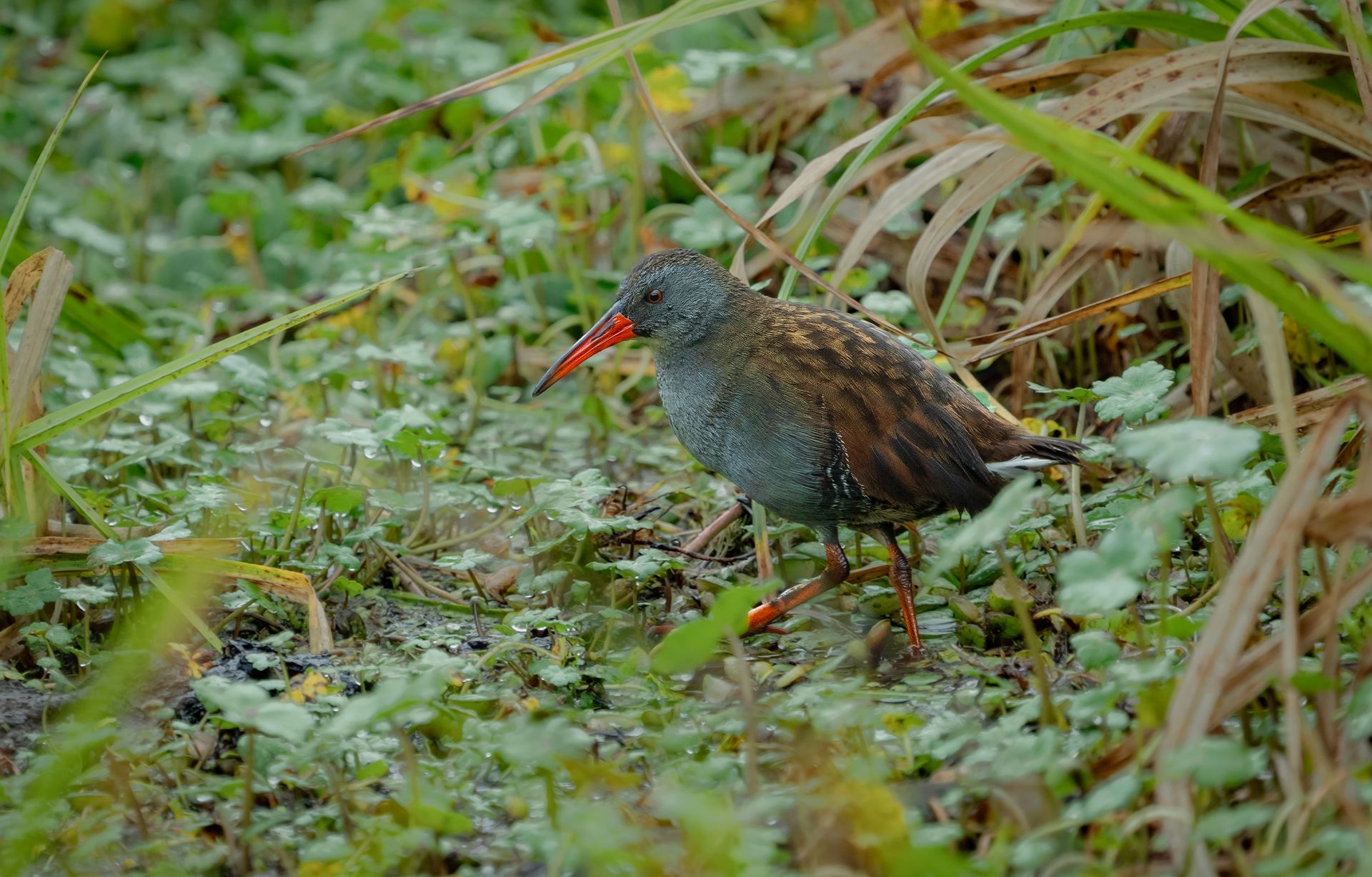 Small gray bird with red beak standing in green marsh grass