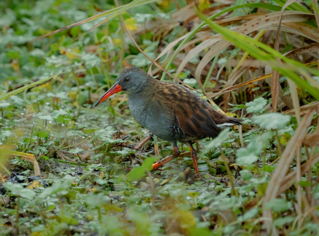 Small gray bird with red beak standing in green marsh grass