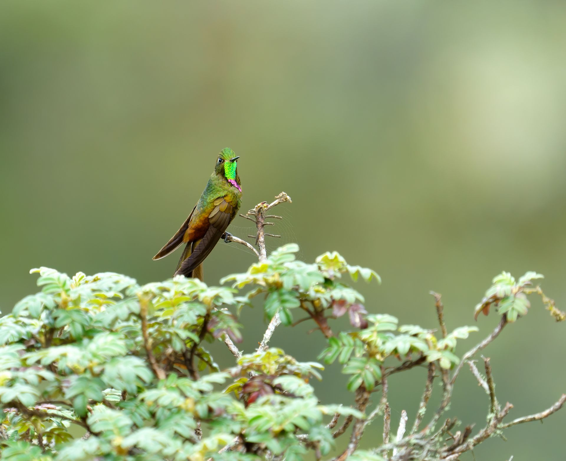 Bright green bird perched on leafy branch against a soft blurred background