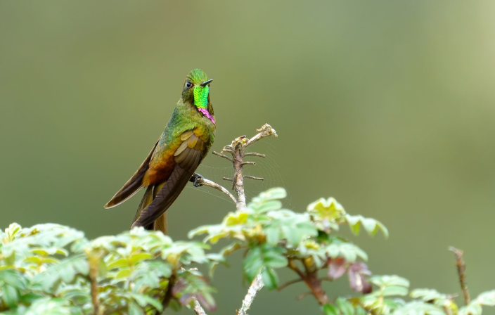 Bright green bird perched on leafy branch against a soft blurred background