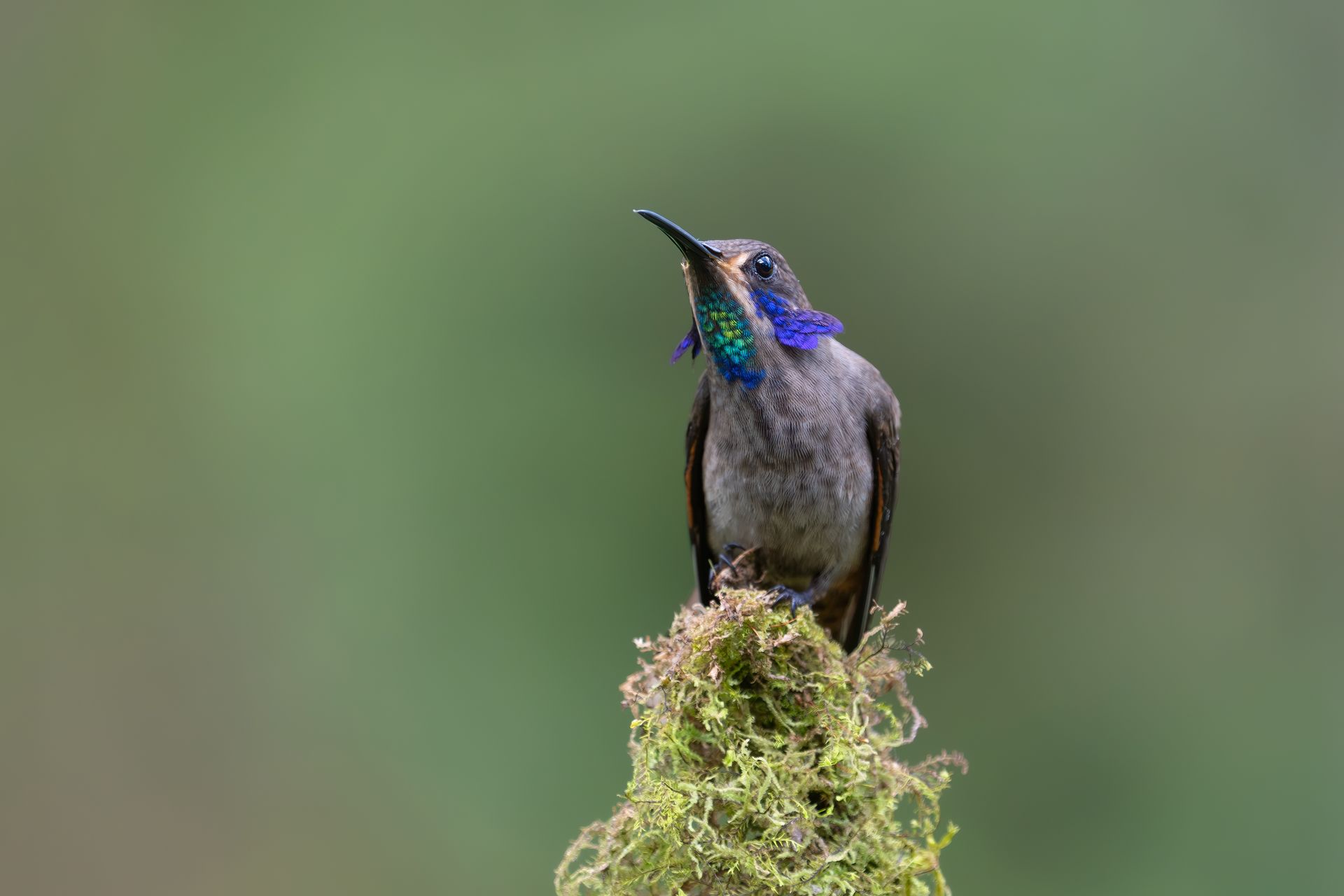 Small hummingbird with iridescent blue-green throat perched on moss against a blurred green background