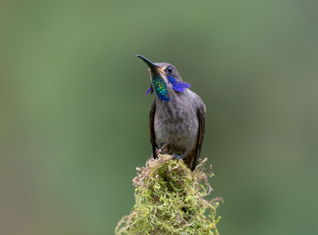 Small hummingbird with iridescent blue-green throat perched on moss against a blurred green background
