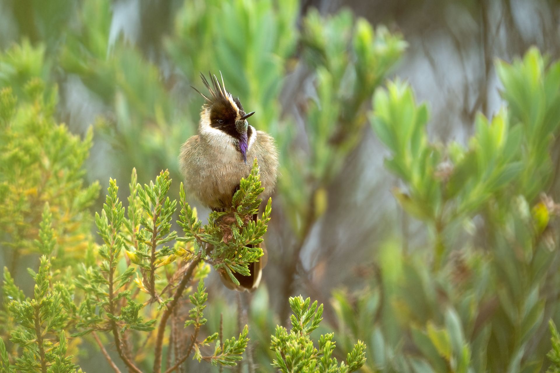 Small bird perched on a green shrub, holding a twig in a blurred natural setting
