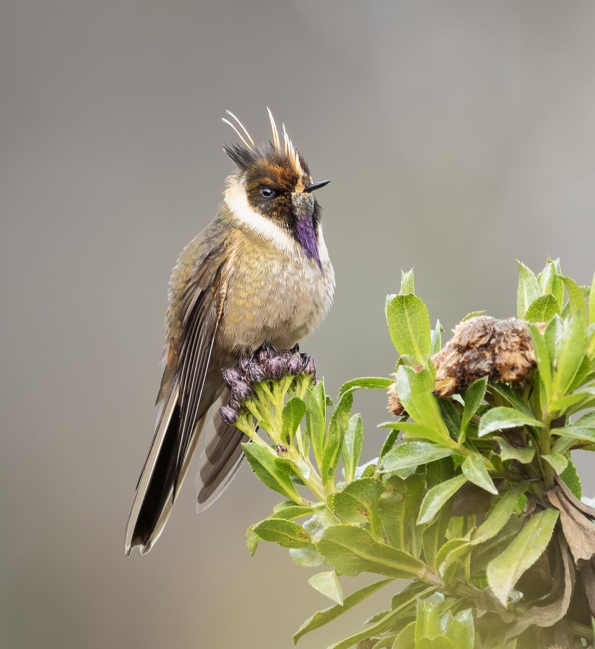 Small crested bird perched on a purple flower among green leaves, against a blurred gray background
